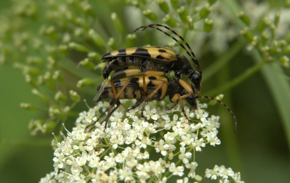 Schmalbock (Leptura)
