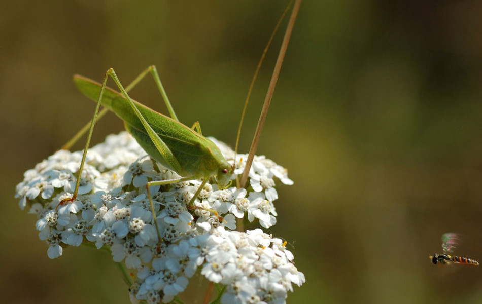 Heupferd (Tettigonia) und Schwebfliege (Syrphidae)