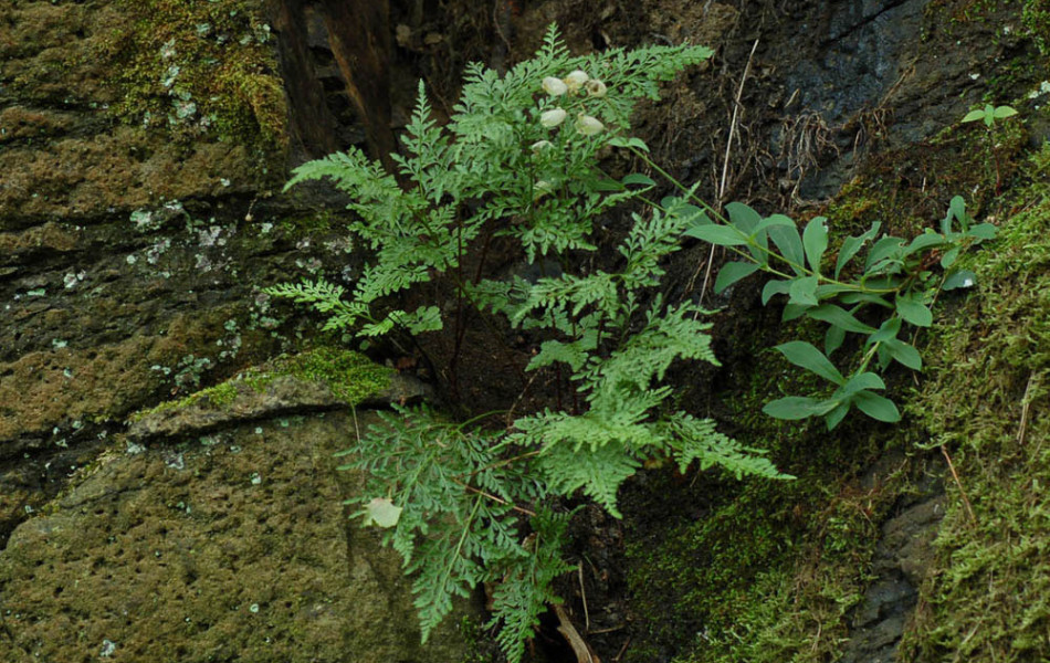 Serpentin-Streifenfarn (Asplenium cuneifolium)