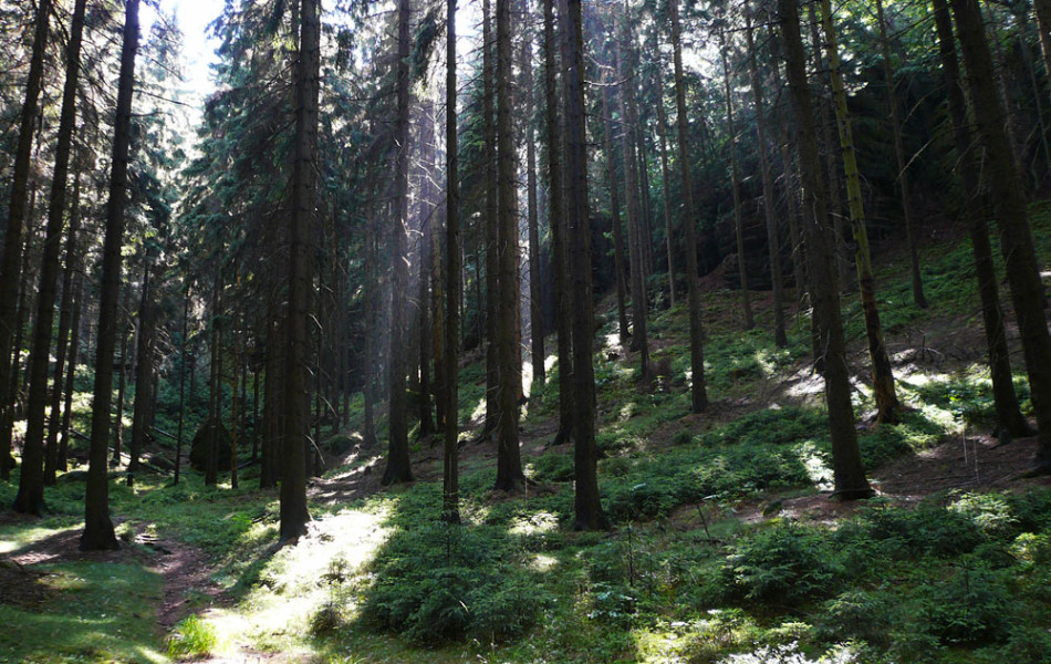 Fichtenforst im Elbsandsteingebirge, Sächsische Schweiz