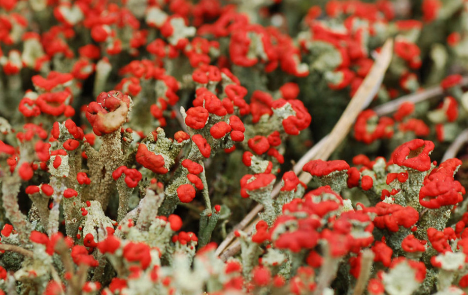Scharlach-Becherflechte (Cladonia coccifera)