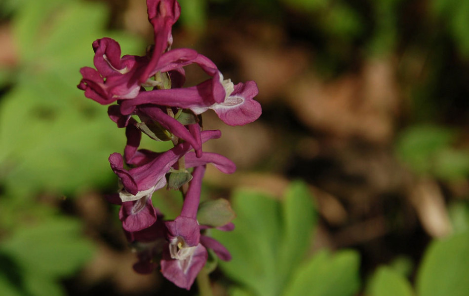 Hohle Lerchensporn (Corydalis cava)