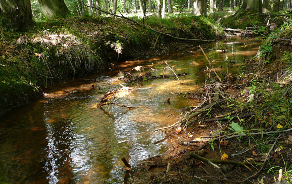 Dahlener Heide