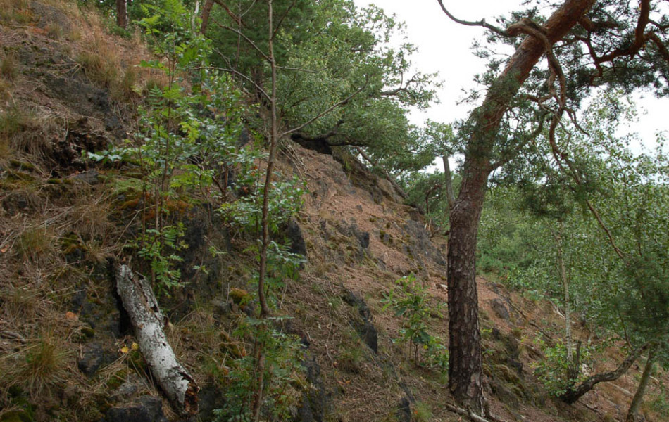 Eichentrockenwald am Hang der Striegis