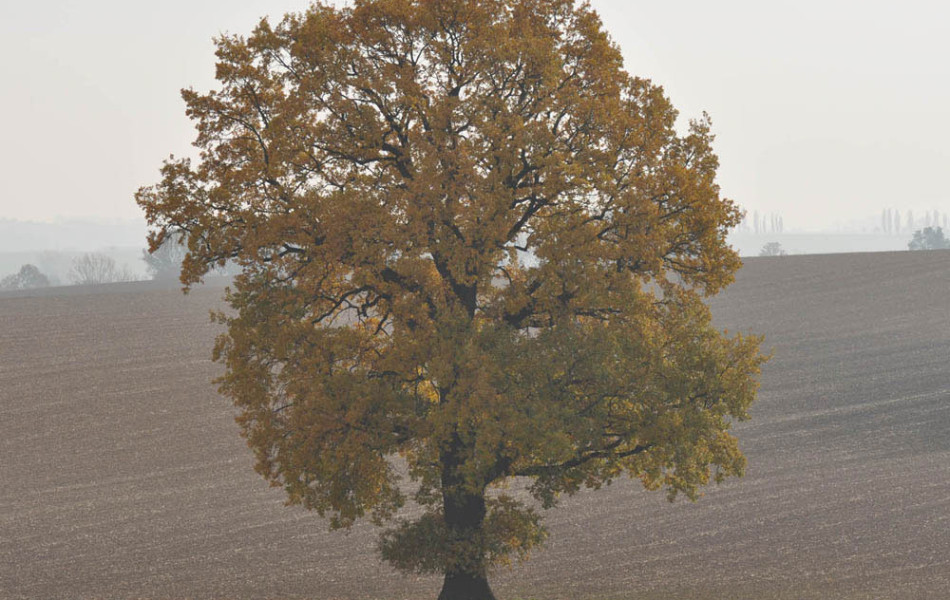 Stiel-Eiche (Quercus robur) in der Ackerflur