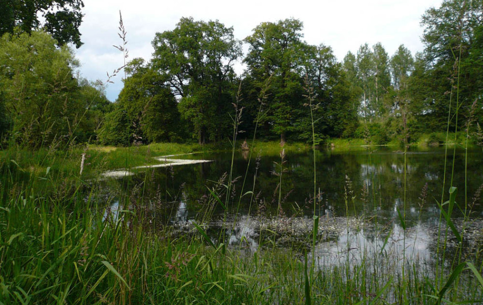Altarm in der Elbaue bei Vockerode