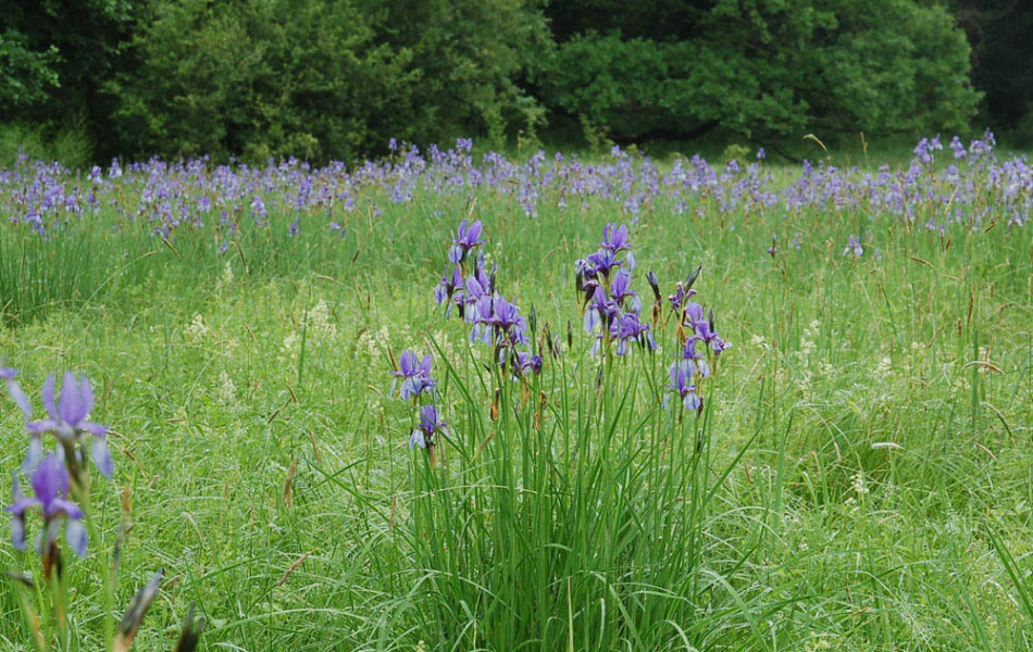 Sibirische Schwertlilie (Iris sibirica)