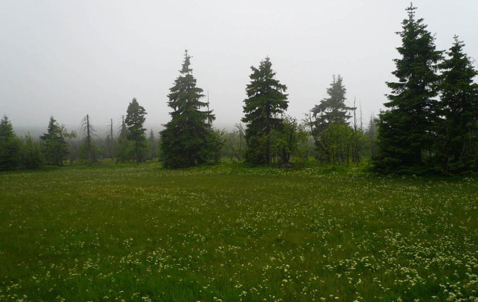 Gerorgenfelder Hochmoor