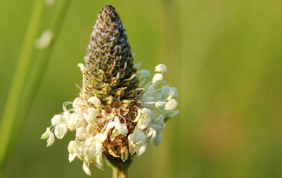Spitz-Wegerich (Plantago lanceolata)