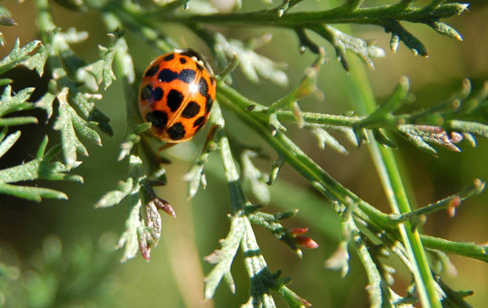 Asiatischer Marienkäfer (Harmonia axyridis)