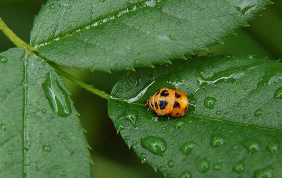 Asiatischer Marienkäfer (Harmonia axyridis), Puppe