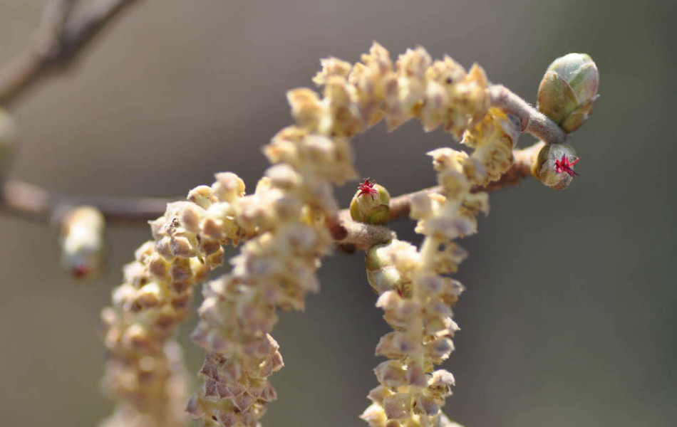 Gewöhnliche Hasel (Corylus avellana), weibliche und männliche Blüten