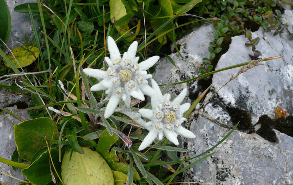 Alpen-Edelweiß (Leontopodium nivale)