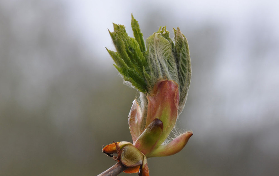 Gewöhnliche Rosskastanie (Aesculus hippocastanum)