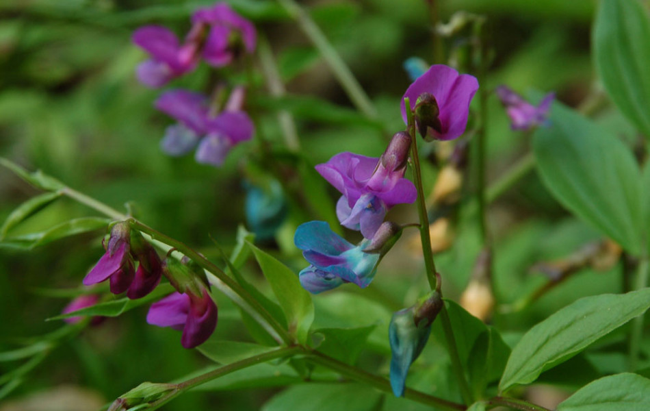 Frühlings-Platterbse (Lathyrus vernus)