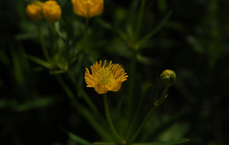 Gold-Hahnenfuß, Goldschopf-Hahnenfuß (Ranunculus auricomus agg.)