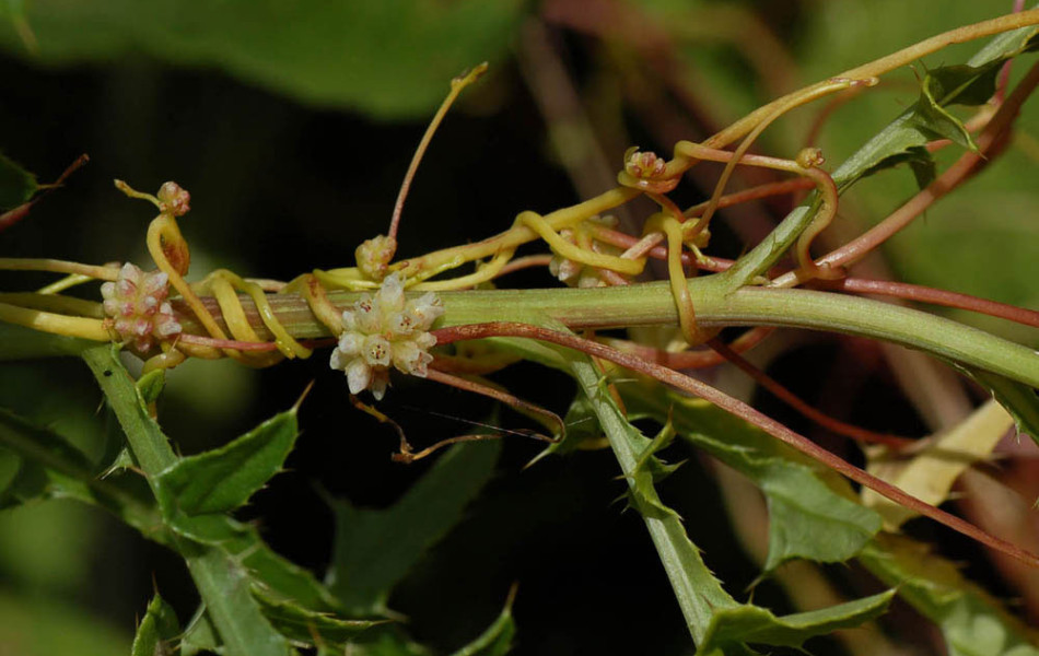 Europäische Seide, Hopfen-Seide (Cuscuta europaea)