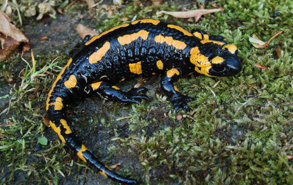 Gebänderter Feuersalamander (Salamandra salamandra terrestris)