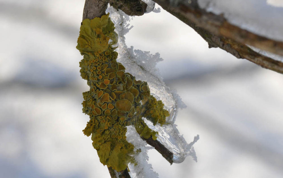 Xanthoria parietina (Gelbflechte)