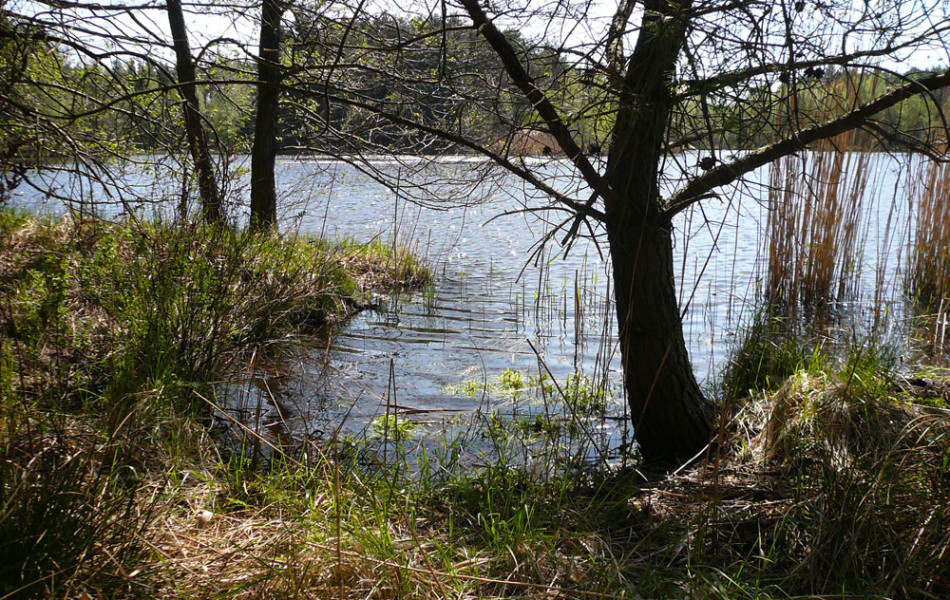 Großteich, Oberlausitz