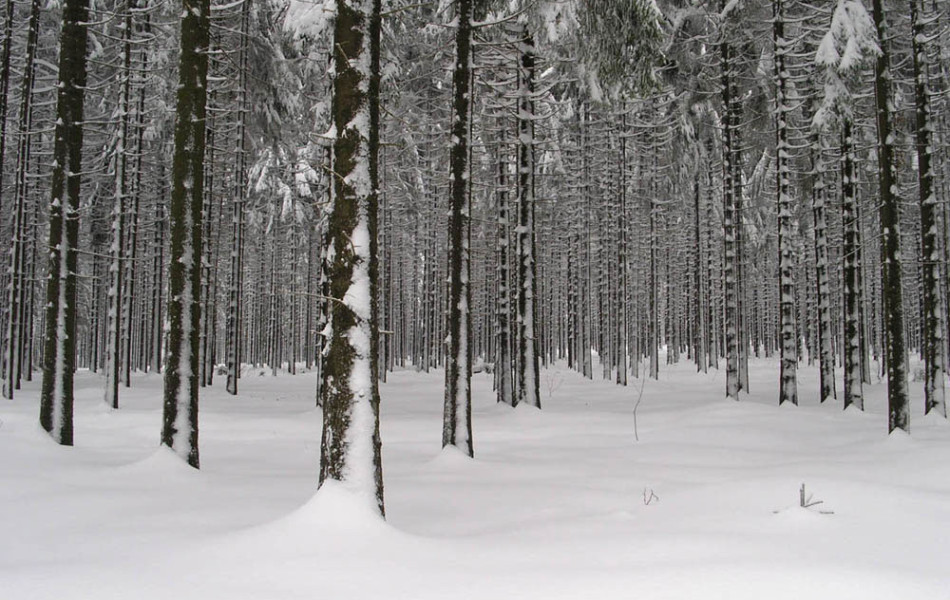 Fichtenforst im Winter, Erzgebirge