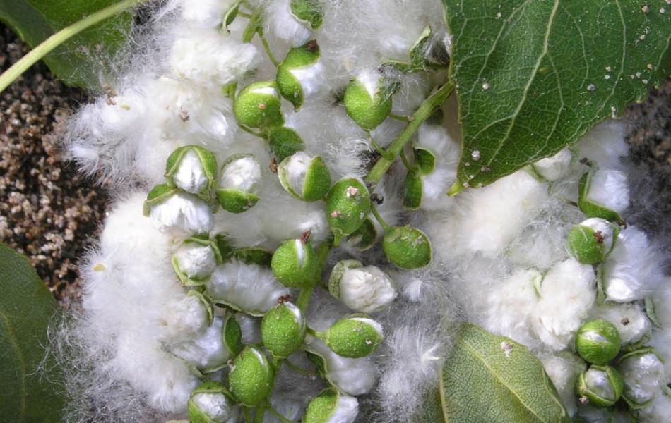Pappelwolle mit Samen der Schwarz-Pappel (Populus nigra) auf Pillnitzer Elbinsel