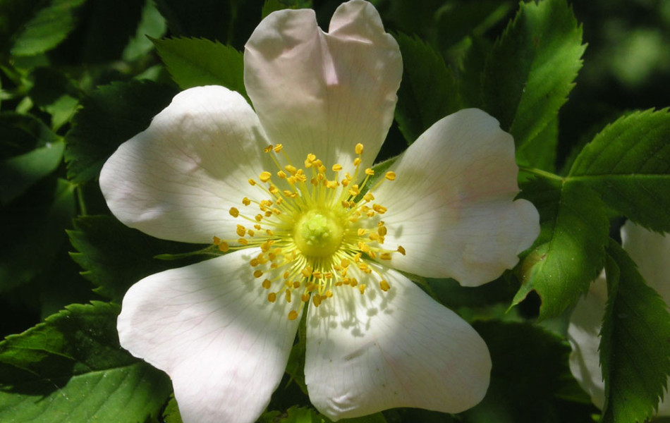 Wildrose (Rosa)