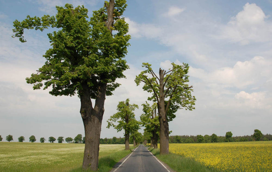 Lindenallee