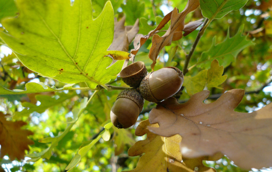 Flaum-Eiche (Quercus pubescens)
