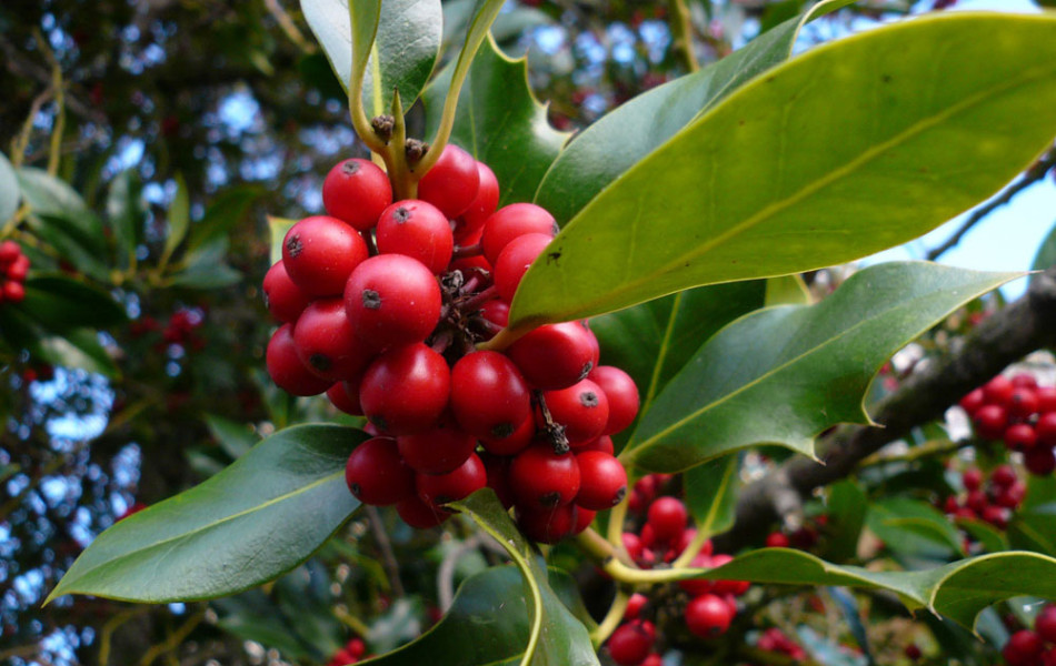 Europäische Stechpalme, Hülse (Ilex aquifolium)