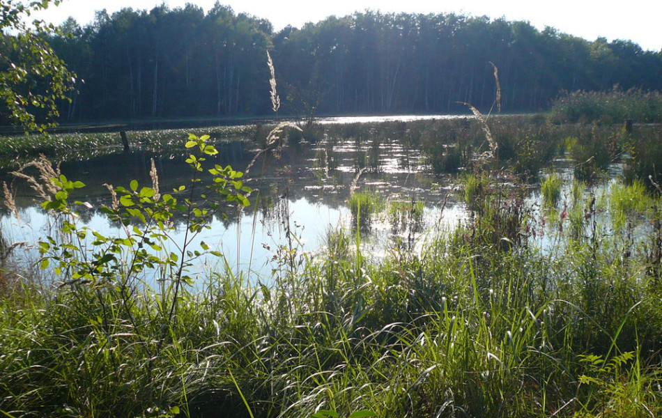 Dahlener Heide, südlicher Teil 