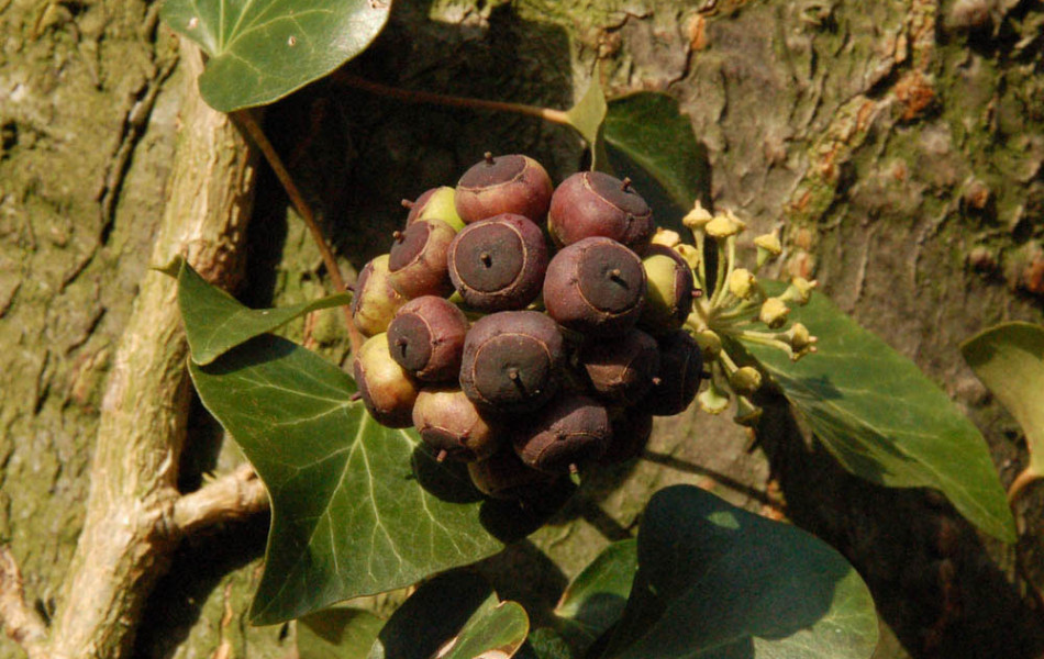 Gewöhnlicher Efeu (Hedera helix)