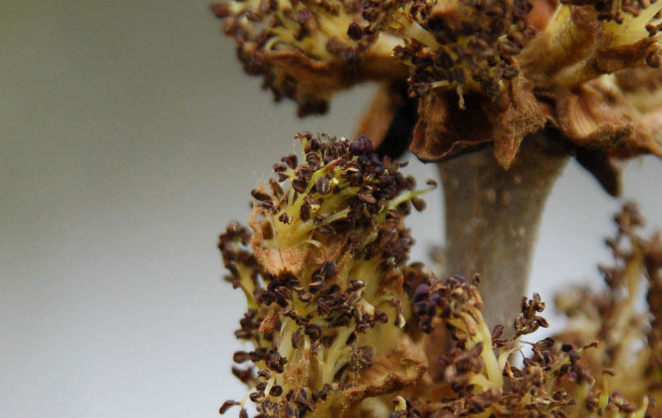 Blüten von Gemeiner Esche (Fraxinus excelsior)