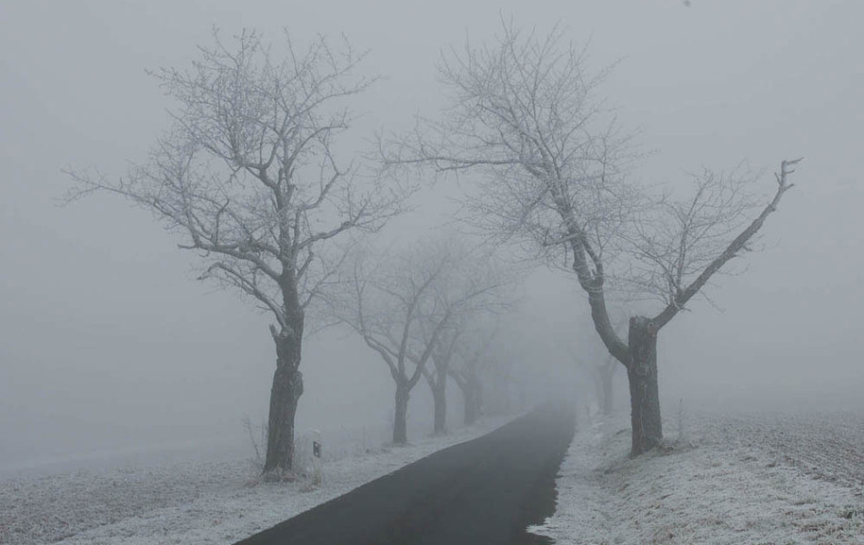 Kirschallee im Nebel
