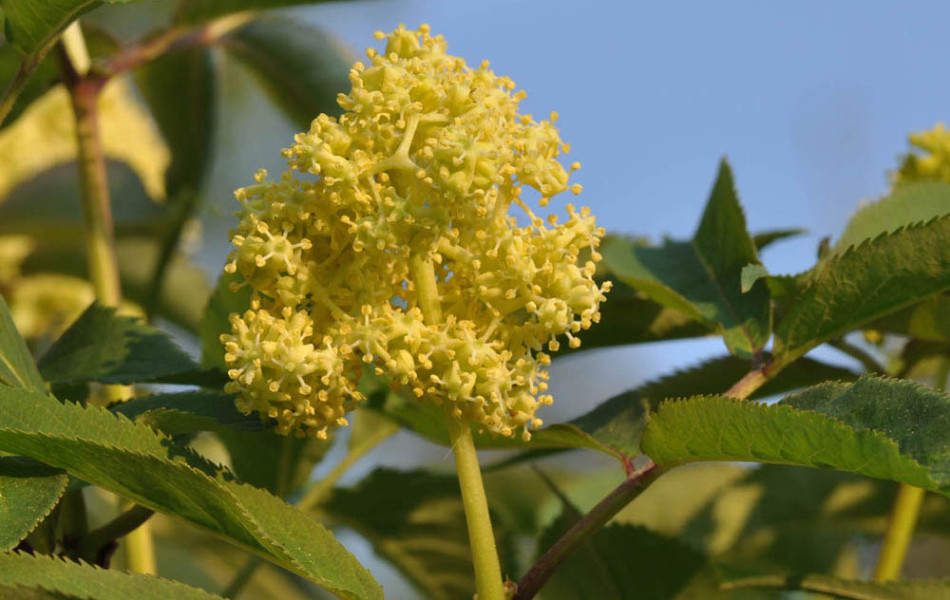 Roter Holunder, Berg-Holunder, Hirsch-Holunder (Sambucus racemosa) 