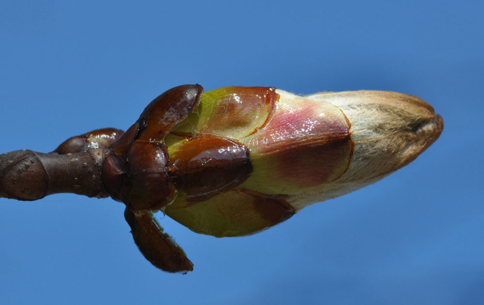 Gewöhnliche Rosskastanie (Aesculus hippocastanum)