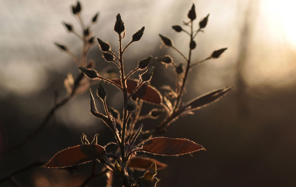 Kupfer-Felsenbirne (Amelanchier lamarckii)