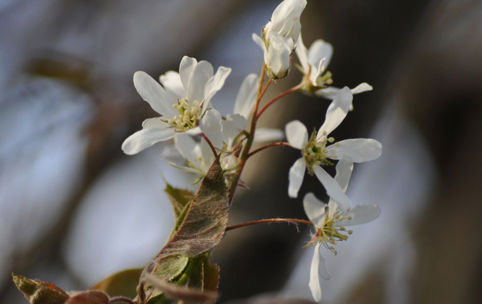 Kupfer-Felsenbirne (Amelanchier lamarckii)