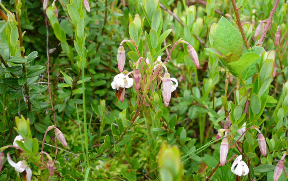 Großfrüchtige Moosbeere (Vaccinium macrocarpon)