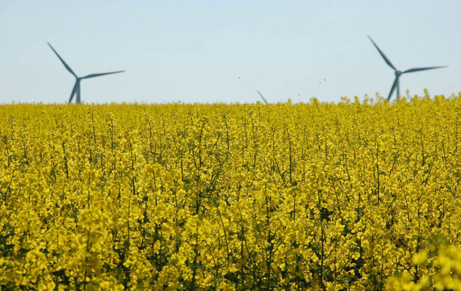 Raps (Brassica napus) und Windmühlen