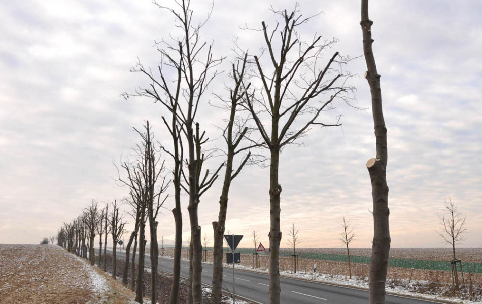 Allee bei Döbeln