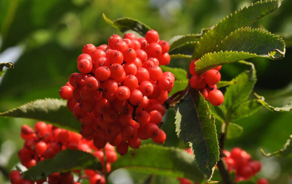 Roter Holunder, Berg-Holunder, Hirsch-Holunder (Sambucus racemosa)
