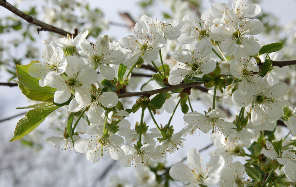 Sauerkirsche (Prunus)