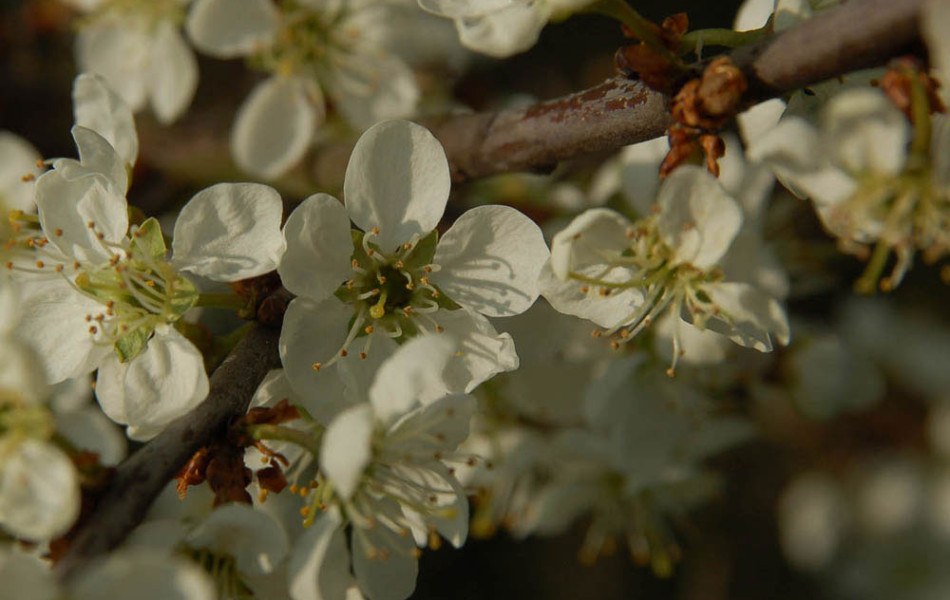 Schlehe, Schwarzdorn (Prunus spinosa)