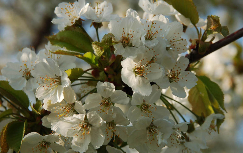 Süßkirsche (Prunus)